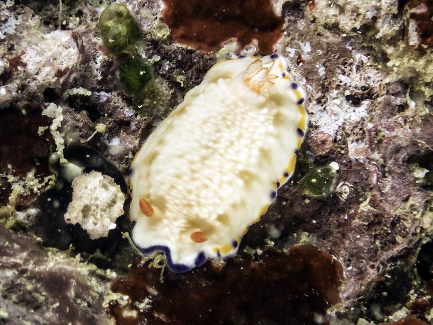 Hypselodoris cf sagamiensis
